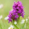 Dactylorhiza Purpurella, Orchis Pourpre - Orchidée Vivace De Jardin -Arbres Fruitiers Soldes Boutique Dactylorhiza purpurella copyright 8163111 1