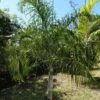 Dypsis Plumosa - Palmier Plumeux -Arbres Fruitiers Soldes Boutique Dypsis plumosa 89853 1