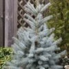 Epicéa Bleu - Picea Pungens Edith -Arbres Fruitiers Soldes Boutique Epicea bleu Picea pungens Edith IF 19069 1