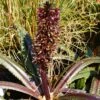 Eucomis Freckles - Eucomide Panachée -Arbres Fruitiers Soldes Boutique Eucomis Freckles V 5029 1