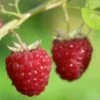 Framboisier Délice De Framboise (non Remontant) Bio -Arbres Fruitiers Soldes Boutique Framboisier Delice de framboise remontant Bio 15377 1