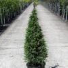 Genévrier Commun - Juniperus Communis Pyramidalis -Arbres Fruitiers Soldes Boutique Genevrier commun Juniperus communis Pyramidalis IF 1006741 1