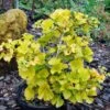 Ginkgo Biloba Mariken - Arbre Aux Quarante écus Nain -Arbres Fruitiers Soldes Boutique Ginkgo biloba Mariken 86103 1