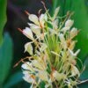 Hedychium Dixter (Tresco) - Longose - Gingembre D'ornement -Arbres Fruitiers Soldes Boutique Hedychium Dixter Tresco Longose Gingembre d ornement copyright 18039 1