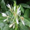Hedychium Forrestii -Arbres Fruitiers Soldes Boutique Hedychium forrestii V 69271 1