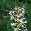 Hedychium Villosum Var. Tenuiflorum - Gingembre D'ornement -Arbres Fruitiers Soldes Boutique Hedychium villosum Tenuiflorum Gingembre d ornement V 18037 1