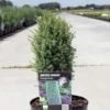 Genévrier Commun Nain - Juniperus Communis Compressa 1 Genévrier Commun Nain - Juniperus Communis Compressa -Arbres Fruitiers Soldes Boutique Juniperus communis Compressa 88116 1