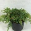 Juniperus Communis Hornibrookii - Genévrier Commun -Arbres Fruitiers Soldes Boutique Juniperus communis Hornibrookii 652002 1