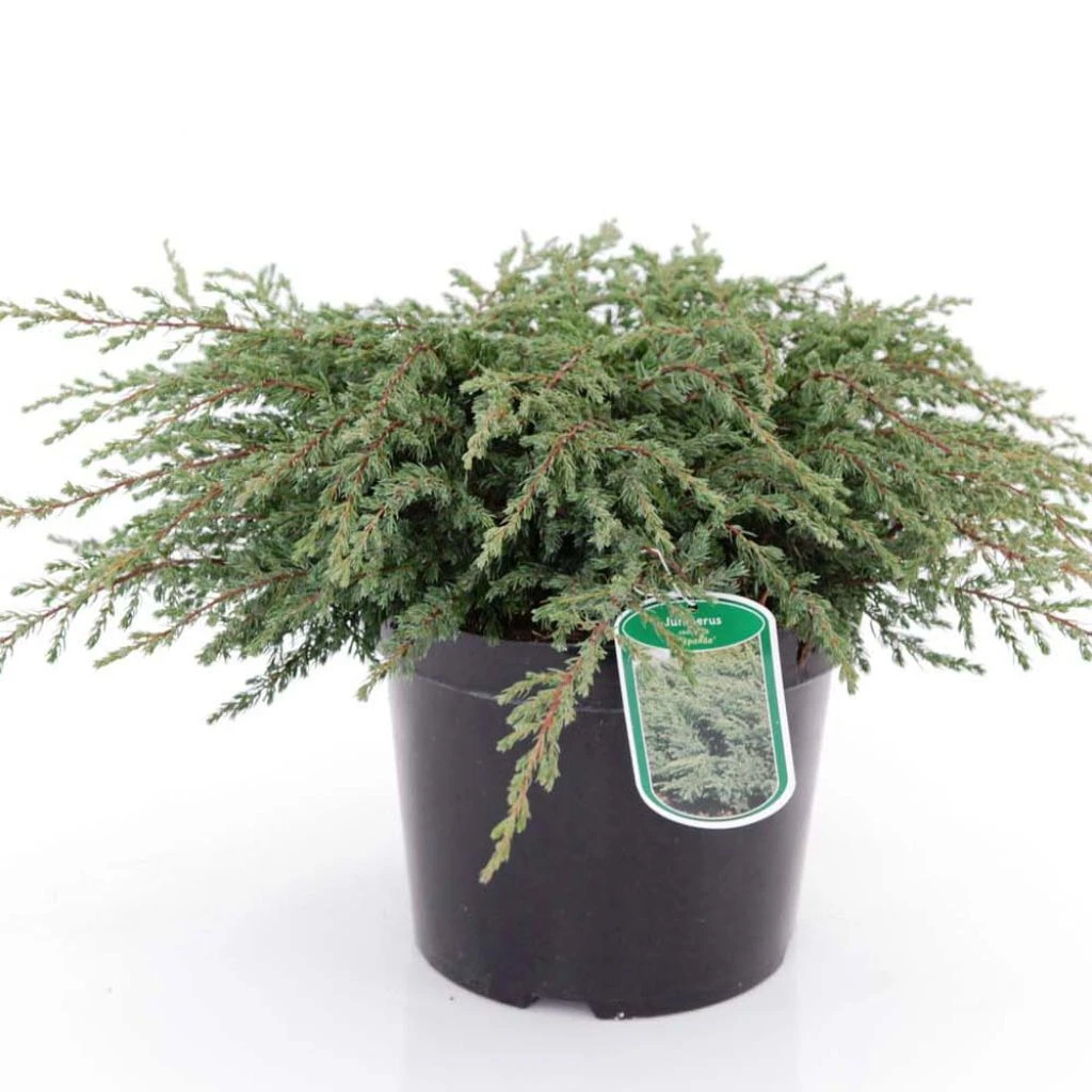 Genévrier Commun - Juniperus Communis Repanda 3 Genévrier Commun - Juniperus Communis Repanda