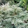 Genévrier De Pfitzer - Juniperus Pfitzeriana Glauca 1 Genévrier De Pfitzer - Juniperus Pfitzeriana Glauca -Arbres Fruitiers Soldes Boutique Juniperus pfitzeriana Glauca 88131 1