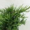 Juniperus Sabina Rockery Gem - Genévrier Sabine -Arbres Fruitiers Soldes Boutique Juniperus sabina Rockery Gem 0660002 1