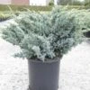 Genévrier écailleux - Juniperus Squamata Meyeri