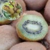 Kiwi Hayward (femelle) Bio -Arbres Fruitiers Soldes Boutique Kiwi Hayward femelle Bio 781299 1