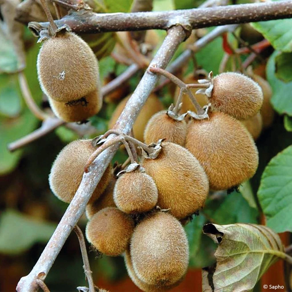 Kiwi Solissimo Bio - Actinidia Deliciosa 3 Kiwi Solissimo Bio - Actinidia Deliciosa