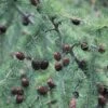 Larix Decidua - Mélèze D'Europe -Arbres Fruitiers Soldes Boutique Larix decidua 87288 1