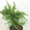 Larix Decidua Little Bogle - Mélèze D'Europe Nain -Arbres Fruitiers Soldes Boutique Larix decidua Little Bogle 665002 1