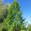 Metasequoia Glyptostroboides -Arbres Fruitiers Soldes Boutique Metasequoia glyptostroboides 84180 1