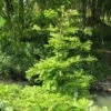 Metasequoia Glyptostroboides Chubby -Arbres Fruitiers Soldes Boutique Metasequoia glyptostroboides Chubby 100737 1