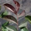 Noyer Commun Purpurea - Juglans Regia -Arbres Fruitiers Soldes Boutique Noyer commun Purpurea Juglans regia V 1003791 1