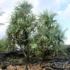 Pandanus Utilis - Vacoa -Arbres Fruitiers Soldes Boutique Pandanus utilis 89918 1