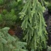 Picea Abies Frohburg - Epicea Pleureur -Arbres Fruitiers Soldes Boutique Picea abies Frohburg 0675002 1