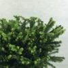 Epicea Commun - Picea Abies Maxwellii -Arbres Fruitiers Soldes Boutique Picea abies Maxwellii 679002 1