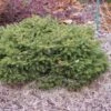 Épicéa Commun - Picea Abies Nidiformis -Arbres Fruitiers Soldes Boutique Picea abies Nidiformis 0680002 1