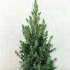 Epinette Blanche - Picea Glauca Conica Blue -Arbres Fruitiers Soldes Boutique Picea glauca Conica Blue 0684002 1