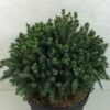 Picea Glauca Echiniformis Echt - Epinette Blanche -Arbres Fruitiers Soldes Boutique Picea glauca Echiniformis Echt 689002 1