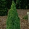 Picea Glauca Laurin - Epinette Blanche 1 Picea Glauca Laurin - Epinette Blanche -Arbres Fruitiers Soldes Boutique Picea glauca Laurin 0690002 1