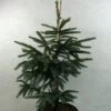 Epinette Noire - Picea Mariana Aurea -Arbres Fruitiers Soldes Boutique Picea mariana Aurea 695002 1