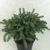 Epicéa Nain - Picea Mariorika Machala -Arbres Fruitiers Soldes Boutique Picea mariorika x Machala 697002 1