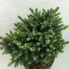 Epicea De Serbie - Picea Omorika Beskid -Arbres Fruitiers Soldes Boutique Picea omorika Beskid 698002 1