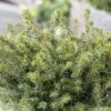 Epicea De Serbie - Picea Omorika Karel -Arbres Fruitiers Soldes Boutique Picea omorika Karel 0699002 1