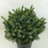 Epicea De Serbie - Picea Omorika Morava 1 Epicea De Serbie - Picea Omorika Morava -Arbres Fruitiers Soldes Boutique Picea omorika Morava 701002 1