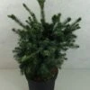 Epicea De Serbie - Picea Omorika Wodan 1 Epicea De Serbie - Picea Omorika Wodan -Arbres Fruitiers Soldes Boutique Picea omorika Wodan 703002 1