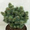 Picea Pungens Brynek - Epicea Bleu -Arbres Fruitiers Soldes Boutique Picea pungens Brynek 709002 1