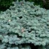 Epicea Bleu - Picea Pungens Glauca Globosa -Arbres Fruitiers Soldes Boutique Picea pungens Glauca Globosa 0710002 1