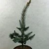 Picea Pungens Iseli Foxtail - Epicea Bleu -Arbres Fruitiers Soldes Boutique Picea pungens Iseli Foxtail 712002 1