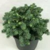 Epicea Bleu - Picea Pungens Kuba 1 Epicea Bleu - Picea Pungens Kuba -Arbres Fruitiers Soldes Boutique Picea pungens Kuba 714002 1
