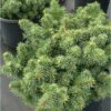 Épicéa Bleu - Picea Pungens Mrs Cesarini -Arbres Fruitiers Soldes Boutique Picea pungens Mrs Cesarini LD 1007761 1