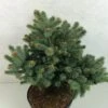 Epicea Bleu - Picea Pungens Thuem -Arbres Fruitiers Soldes Boutique Picea pungens Thuem 716002 1