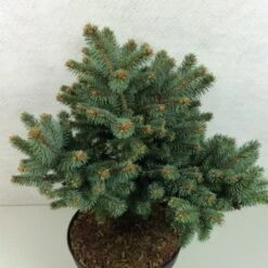 Epicea Bleu - Picea Pungens Thuem