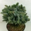 Epicea De Sitka - Picea Sitchensis Rom 2 Epicea De Sitka - Picea Sitchensis Rom -Arbres Fruitiers Soldes Boutique Picea sitchensis Rom 719002 1
