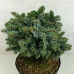 Epicea De Sitka - Picea Sitchensis Rom