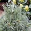 Pin De Weymouth Nain - Pinus Strobus Mary Butler 2 Pin De Weymouth Nain - Pinus Strobus Mary Butler -Arbres Fruitiers Soldes Boutique Pin de Weymouth nain Pinus strobus Mary Butler IF 19074 1