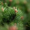 Pin De Montagne - Pinus Mugo Mumpitz -Arbres Fruitiers Soldes Boutique Pin de montagne Pinus mugo Mumpitz IF 1007902 1