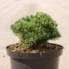 Pin De Montagne - Pinus Mugo Sherwood Compact -Arbres Fruitiers Soldes Boutique Pin de montagne Pinus mugo Sherwood Compact IF 1007912 1