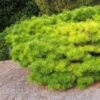 Pinus Densiflora Jane Kluis - Pin Rouge Du Japon -Arbres Fruitiers Soldes Boutique Pinus densiflora Jane Kluis 0723002 1