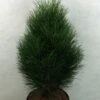 Pinus Nigra Green Tower - Pin Noir -Arbres Fruitiers Soldes Boutique Pinus nigra Green Tower 733002 1